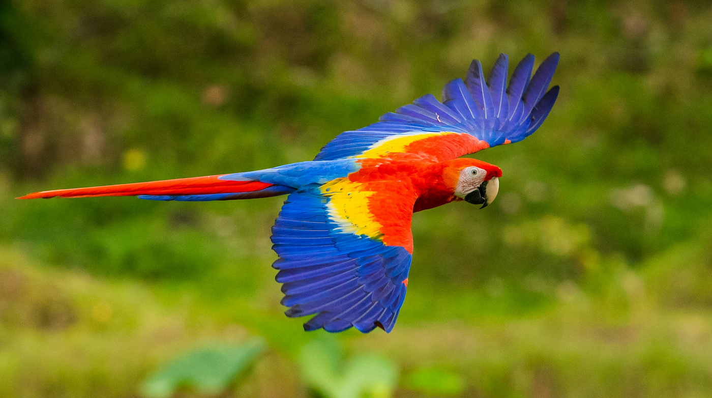 How To Build an Angular Polyfill